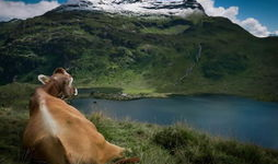 动物性行为视频大全,视频大全中的自然奇观